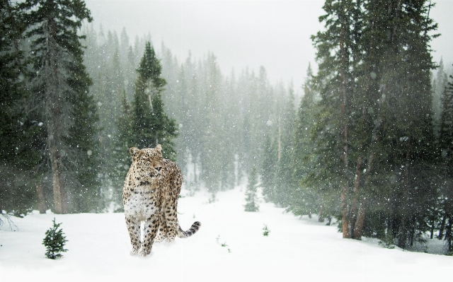 Tree forest snow winter Photo