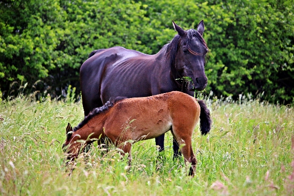 Grass field farm meadow Photo