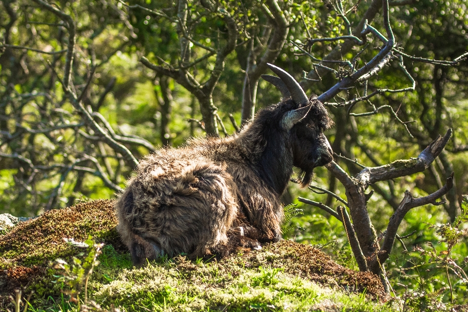 Natura dzikiej przyrody ogród zoologiczny odpoczynek