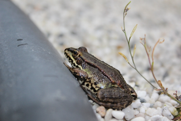 Nature animal pond wildlife Photo