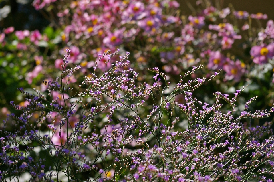 Naturaleza césped florecer planta