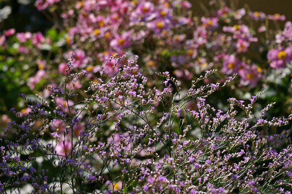 Foto Naturaleza césped florecer planta