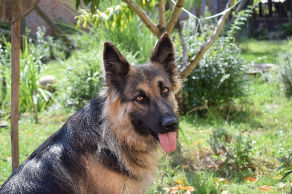 Photo Bois lumière du soleil chien vert