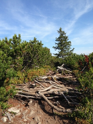 Landscape tree forest rock Photo