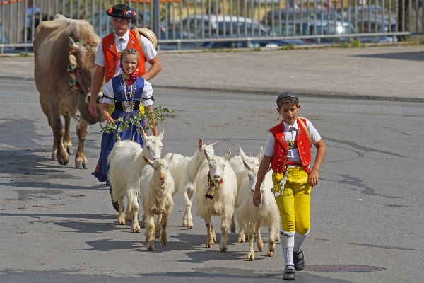 City village mammal cows Photo