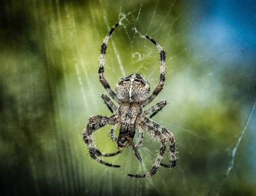 Natur tier insekt kreuzen Foto