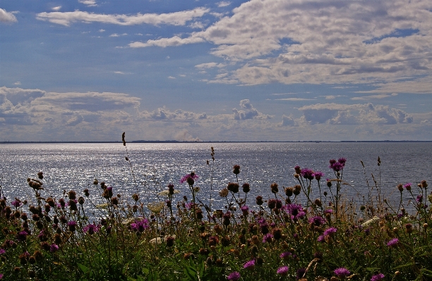 ビーチ 風景 海 海岸 写真