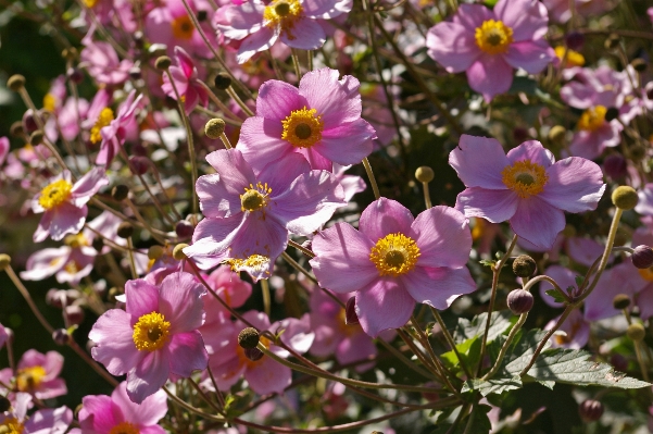 Nature blossom plant sun Photo