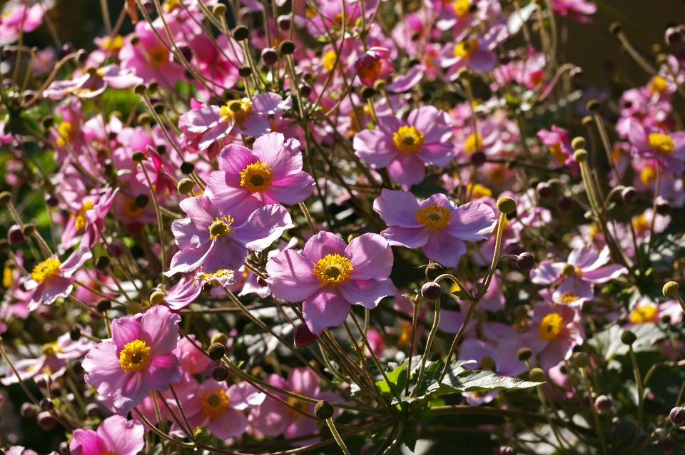 Natura fiore pianta sole