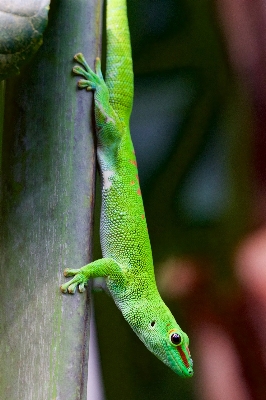 Animal wildlife green reptile Photo