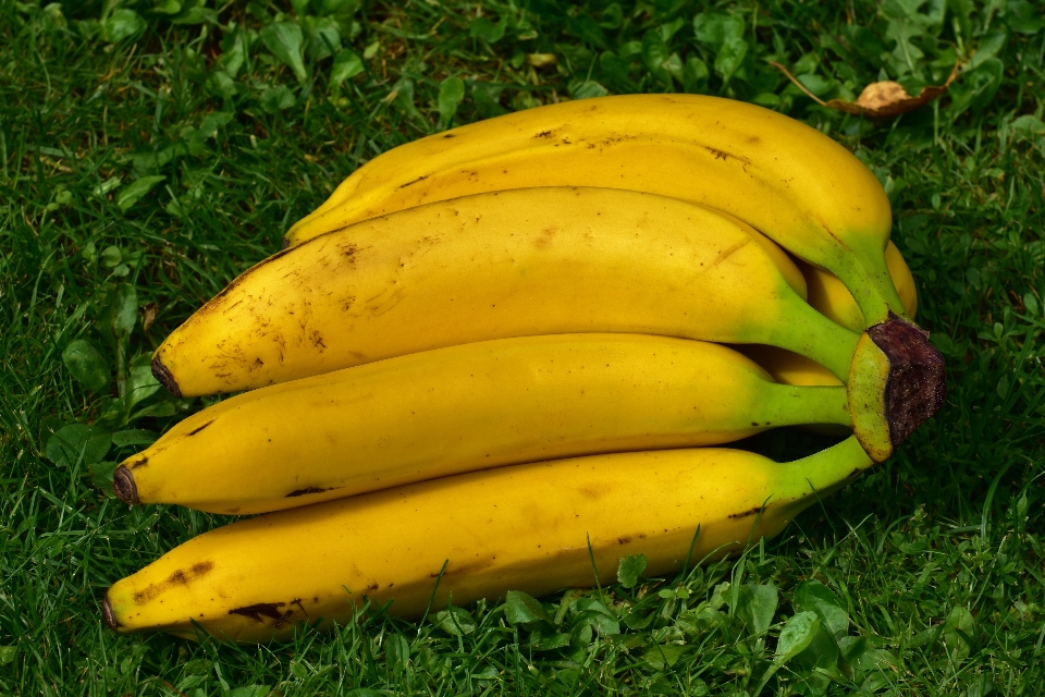 Nature plant fruit ripe