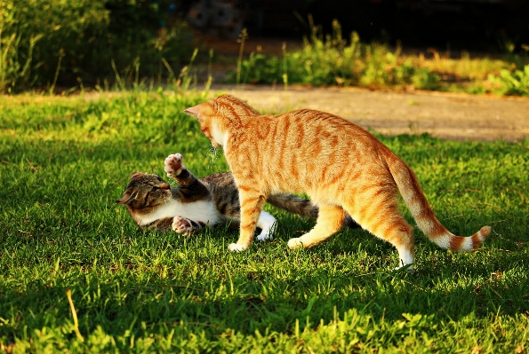 草 芝生 遊ぶ 子猫 写真