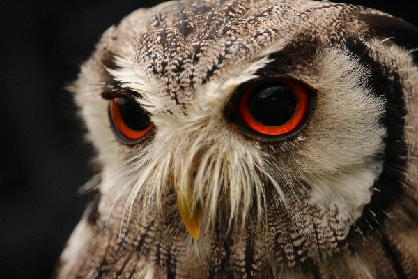 Bird wing wildlife beak Photo