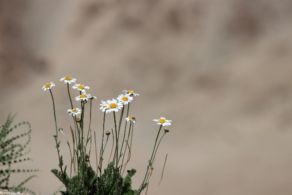 Nature grass branch mountain Photo