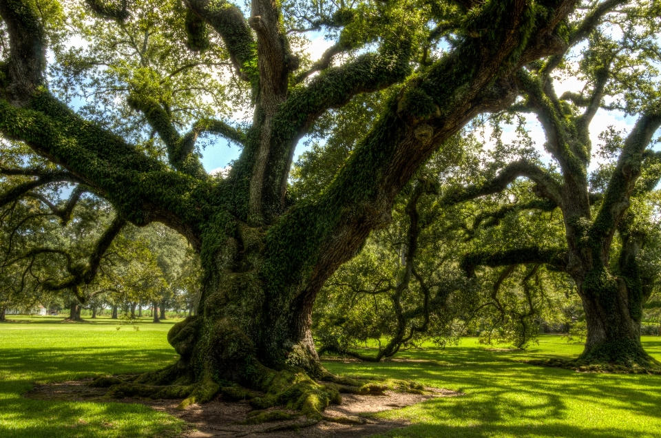 Tree nature branch plant