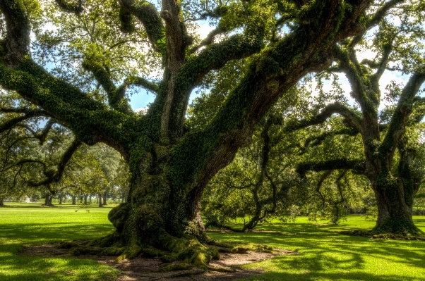 木 自然 ブランチ 植物 写真