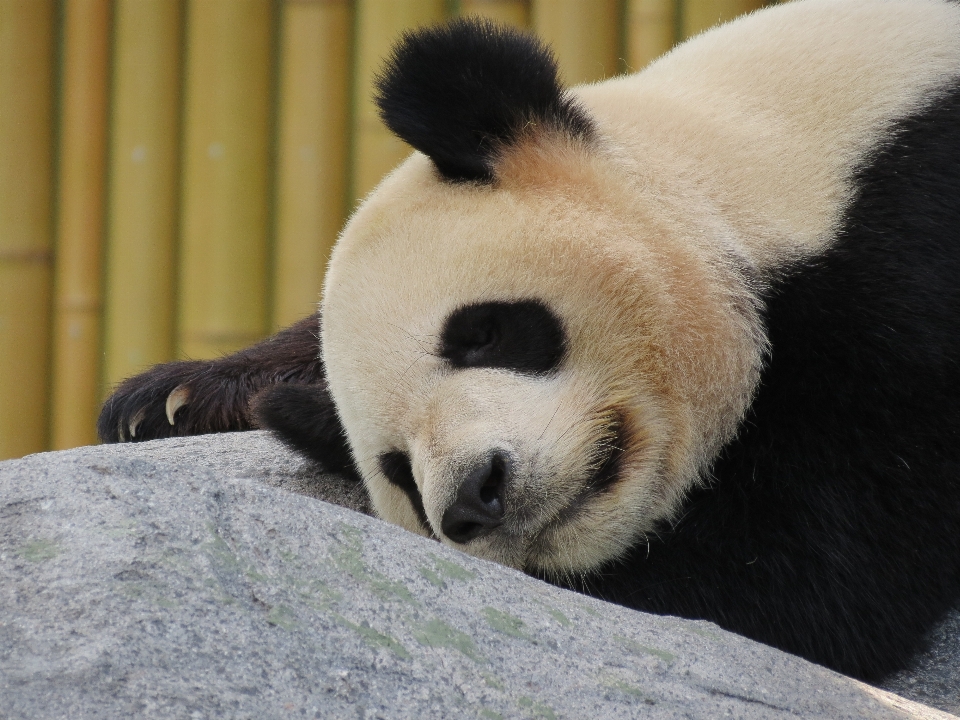 Oso durmiendo mamífero fauna