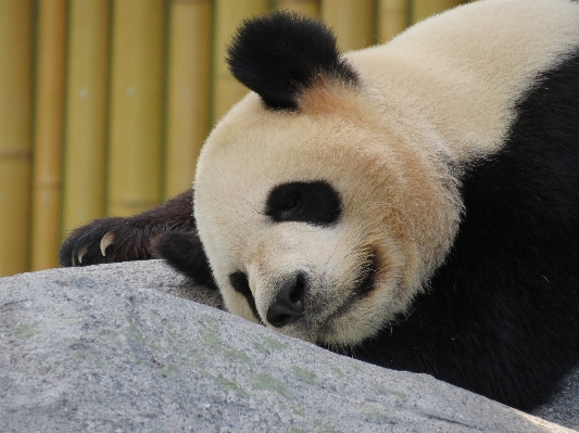 Foto Beruang sedang tidur mamalia fauna