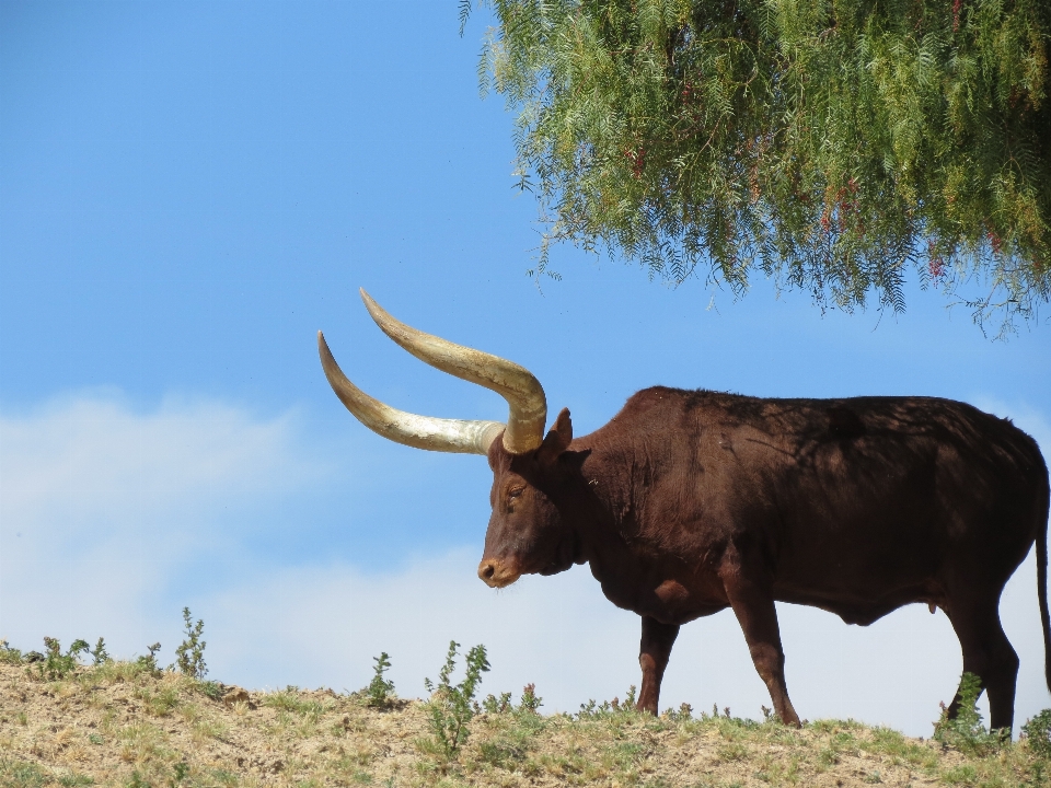 Tierwelt zoo horn weide
