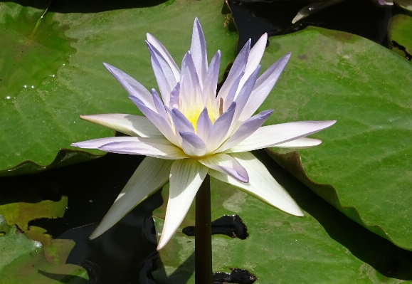 水 自然 花 植物 写真