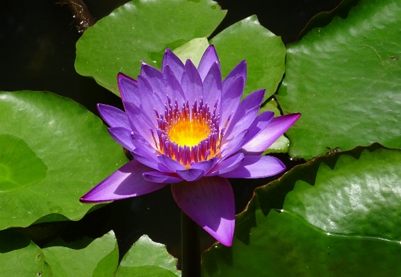 水 自然 花 植物 写真