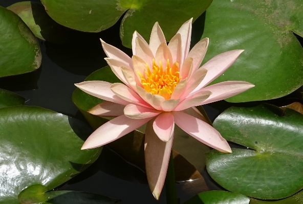 水 自然 花 植物 写真