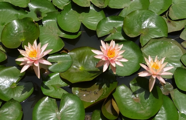 水 自然 花 植物 写真