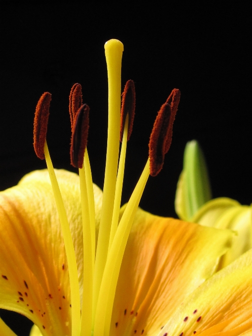 Naturaleza florecer planta fotografía