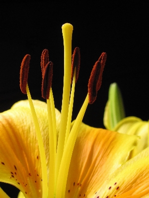 Nature blossom plant photography Photo