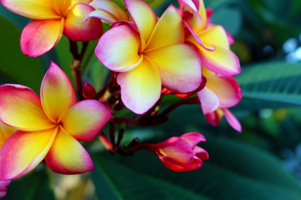 自然 花 植物 写真撮影