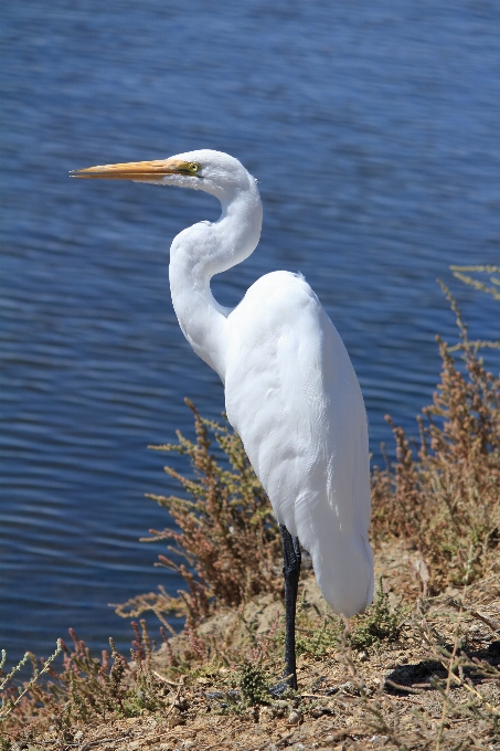 Water nature bird wing