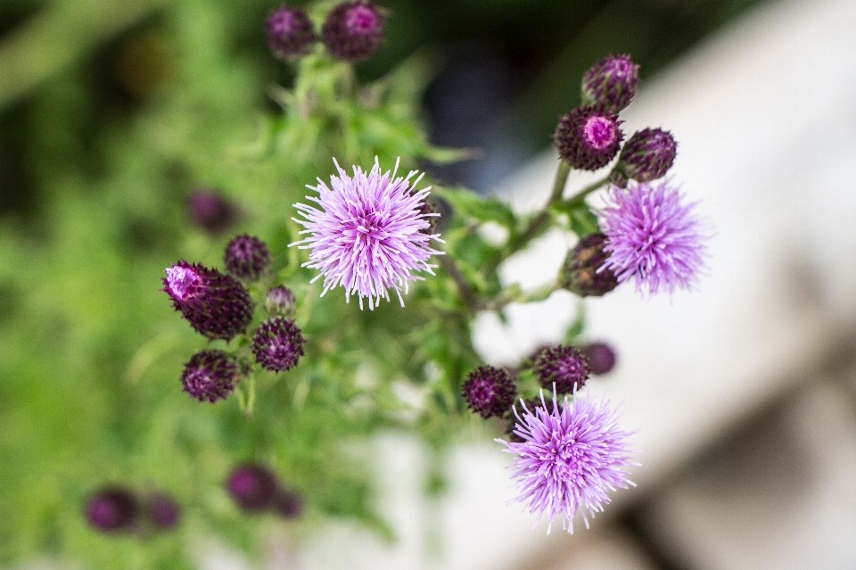 Natur sumpf blüte anlage