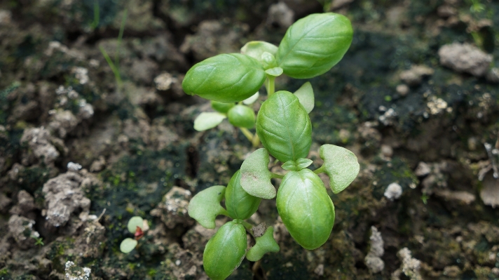 Plant leaf flower aroma Photo