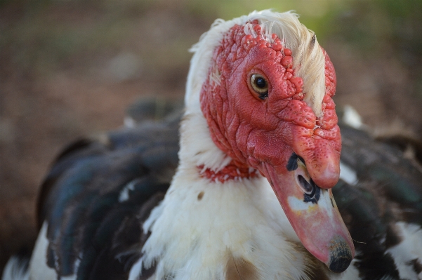 自然 鳥 白 動物 写真