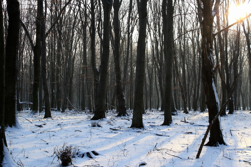 Tree nature forest wilderness