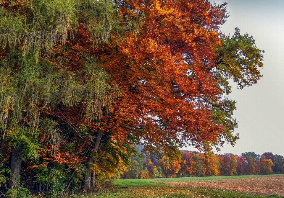 Tree plant prairie leaf