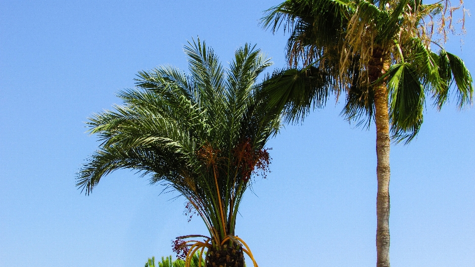 árbol rama planta cielo