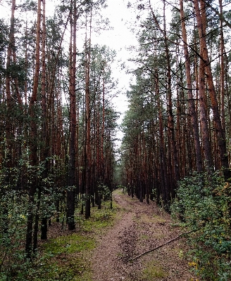 Foto árvore floresta região selvagem
 agulha