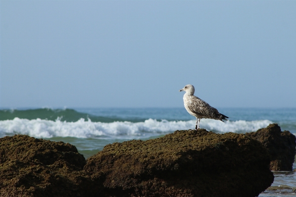 Foto Praia mar costa oceano