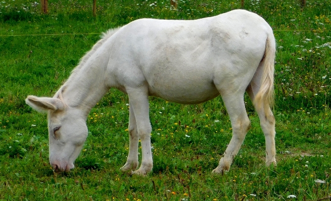 Grass white meadow sweet Photo