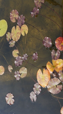 水 自然 ブランチ 花 写真