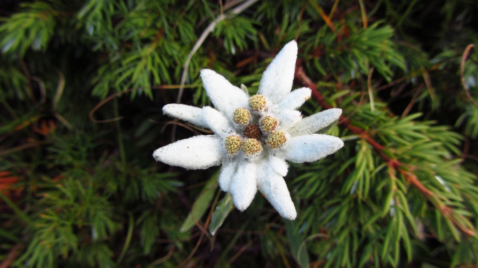 Plantar flor botânica
 flora