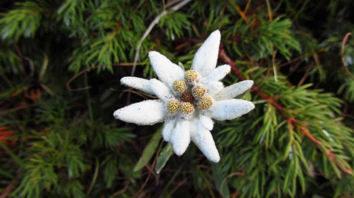 Plant flower botany flora Photo