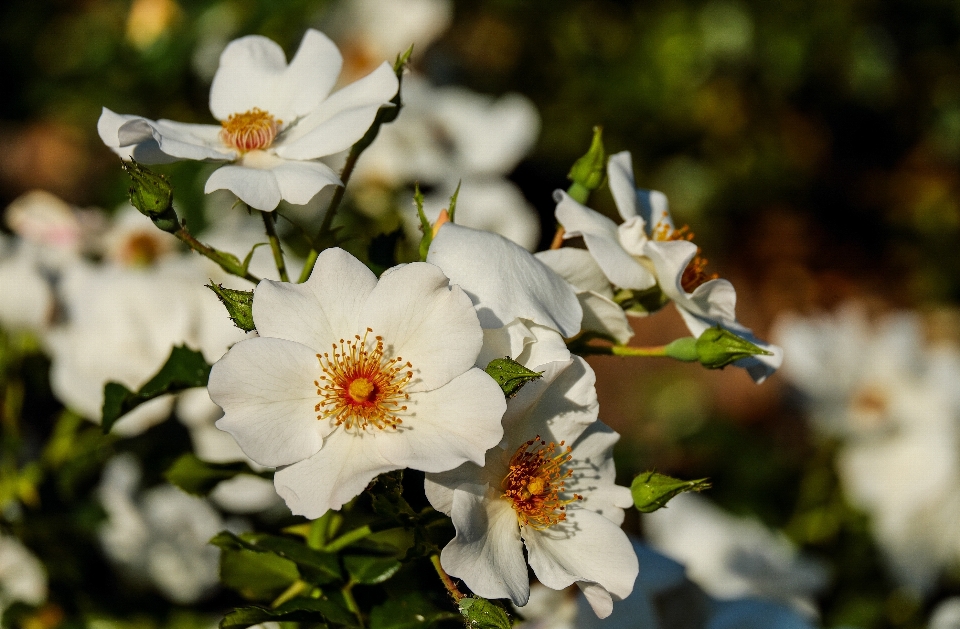 Naturaleza rama florecer planta