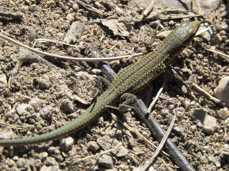 Yaban hayatı sürüngen fauna kertenkele