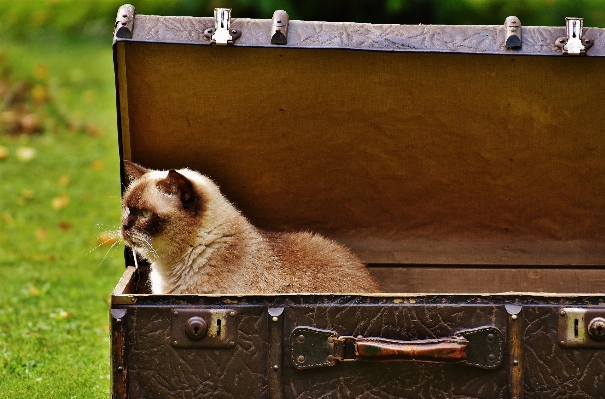 Foto Pelle antico gattino gatto