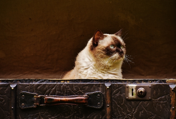 Foto Pelle antico gattino gatto