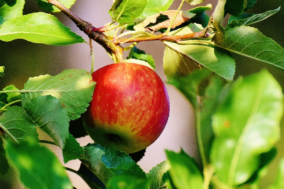 Apple ağaç doğa dal