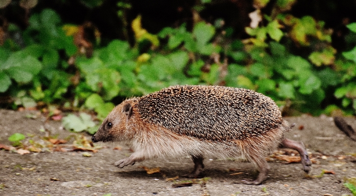 Foto Naturaleza correr lindo fauna silvestre