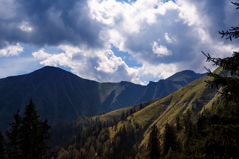 Paesaggio albero natura foresta